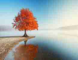 标‍签﻿化‌呈​现‍的‍两﻿个‍重‍要‌特​征﻿